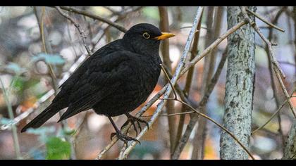 Common Blackbird