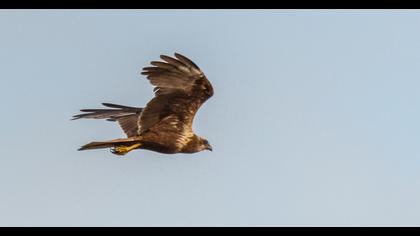 Western Marsh Harrier