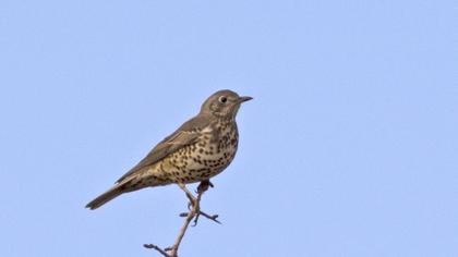 Mistle Thrush