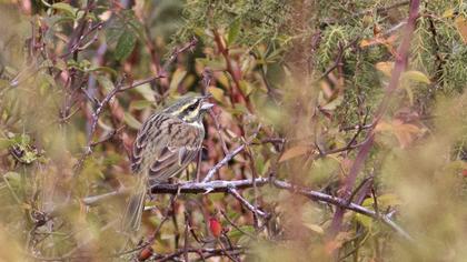 Cirl Bunting