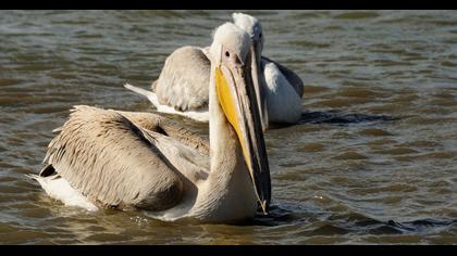 Great White Pelican