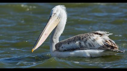 Dalmatian Pelican