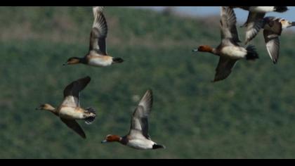 Eurasian Wigeon