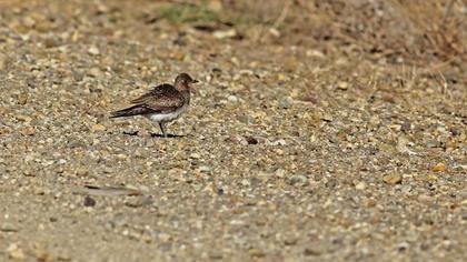 Collared Pratincole