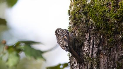 Eurasian Treecreeper
