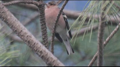Common Chaffinch