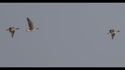 Greater White-fronted Goose