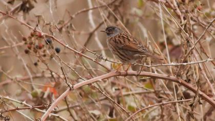 Dunnock