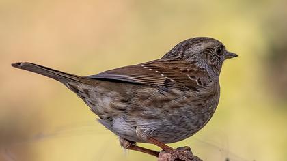 Dunnock
