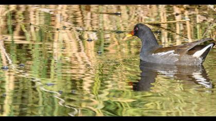 Common Moorhen