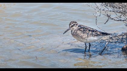 Broad-billed Sandpiper
