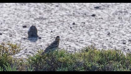 Corn Bunting