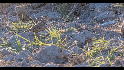 Crested Lark