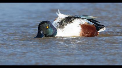 Northern Shoveler