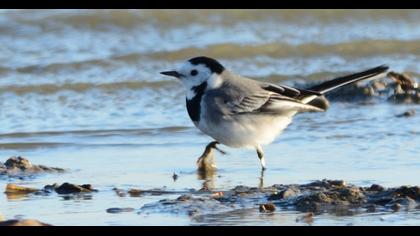 White Wagtail