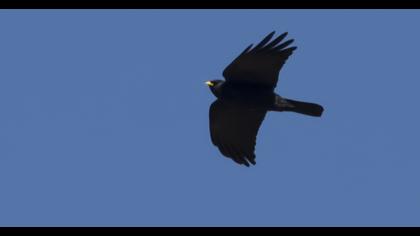 Alpine Chough