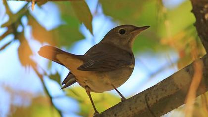 Thrush Nightingale