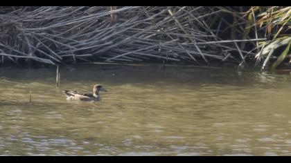 Eurasian Wigeon