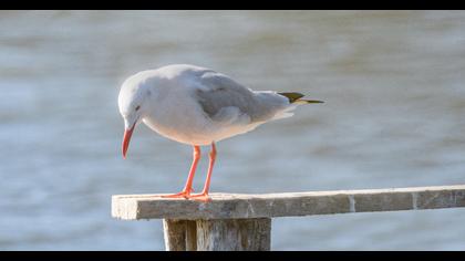 Slender-billed Gull