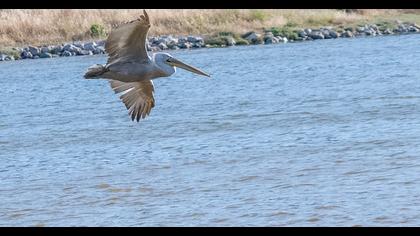Dalmatian Pelican