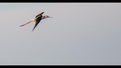 Black-winged Stilt