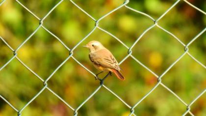 Common Redstart