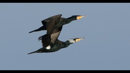 Great Cormorant