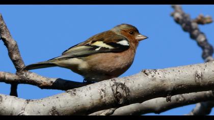 Common Chaffinch