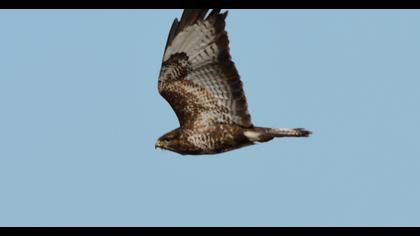 Common Buzzard