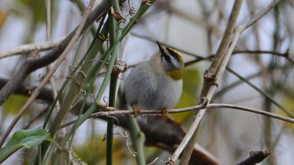 Common Firecrest