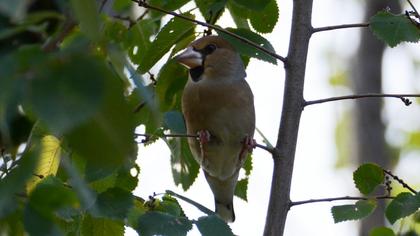 Hawfinch
