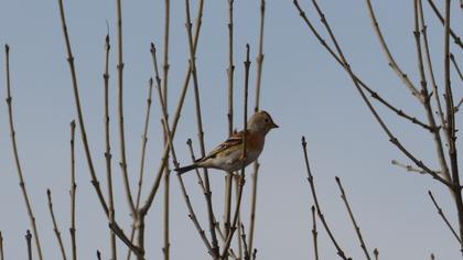 Brambling