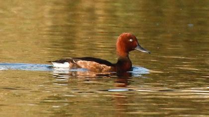 Ferruginous Duck