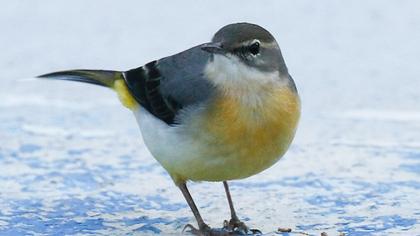 Grey Wagtail