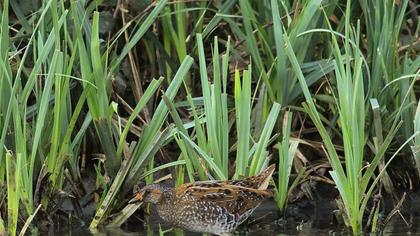 Spotted Crake