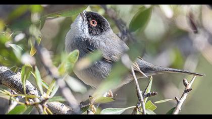 Sardinian Warbler