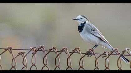 White Wagtail
