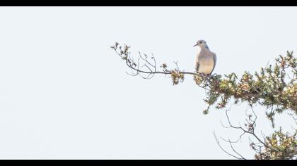 European Turtle Dove