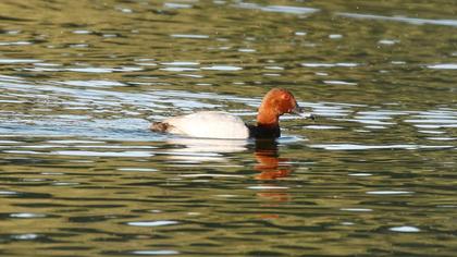 Common Pochard