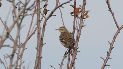 Water Pipit