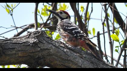 White-backed Woodpecker