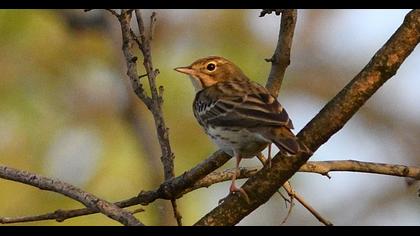 Tree Pipit