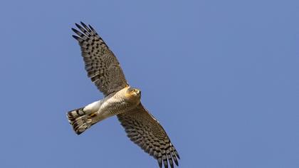 Eurasian Sparrowhawk
