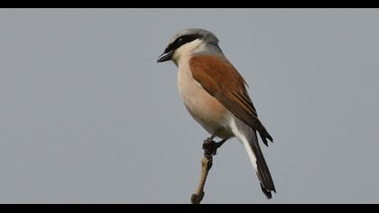 Red-backed Shrike