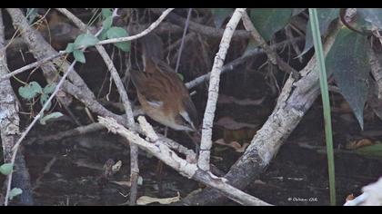 Moustached Warbler