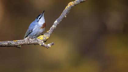 Krüper`s Nuthatch