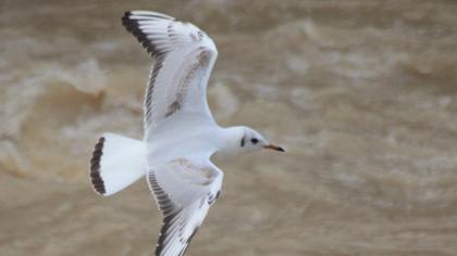 Black-headed Gull
