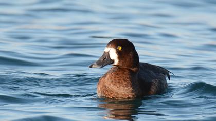 Greater Scaup