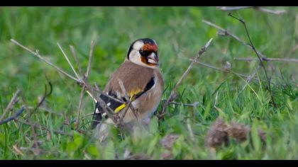 European Goldfinch