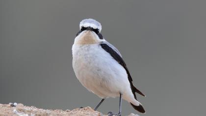 Northern Wheatear